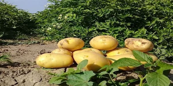 تصویر 3 از قیمت خرید سیب زمینی رقم جلی + فروش ویژه